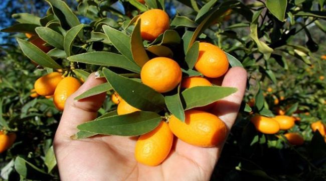 Üreticiler İçin Yeni Bir Kazanç Kapısı