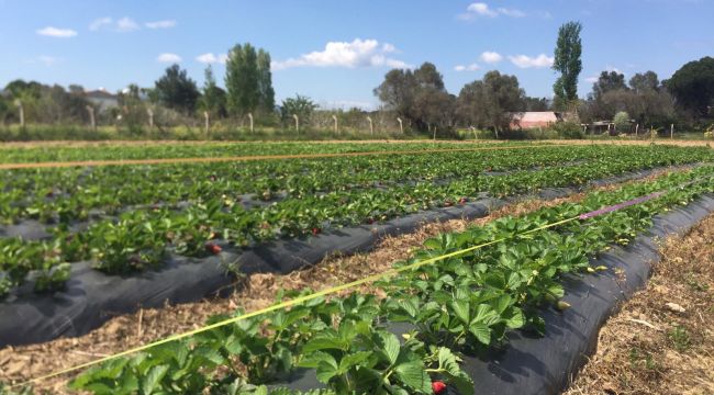 Urla’yı çilek kokusu sardı