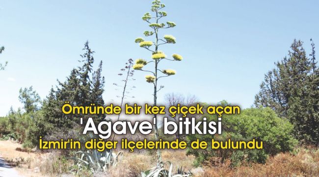 'Agave' bitkisi İzmir'in diğer ilçelerinde de bulundu