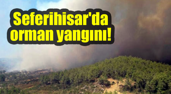 Seferihisar'da orman yangını