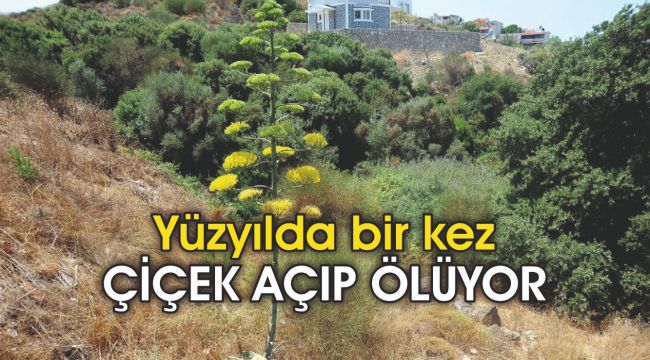 Yüzyılda bir kez çiçek açıp ölüyor