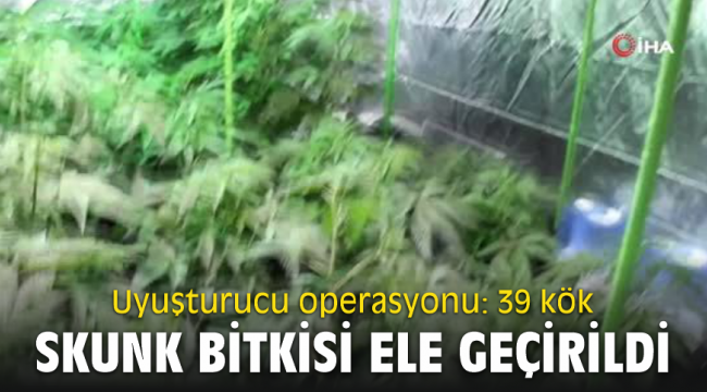 Uyuşturucu operasyonu: 39 kök skunk bitkisi ele geçirildi