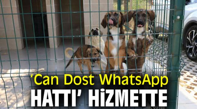 ‘Can Dost WhatsApp Hattı’ Hizmete girdi!