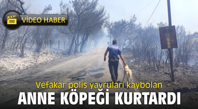 Vefakar polis yavruları kaybolan anne köpeği kurtardı