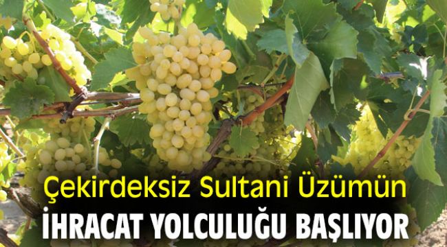 Çekirdeksiz Sultani Üzümün ihracat yolculuğu başlıyor