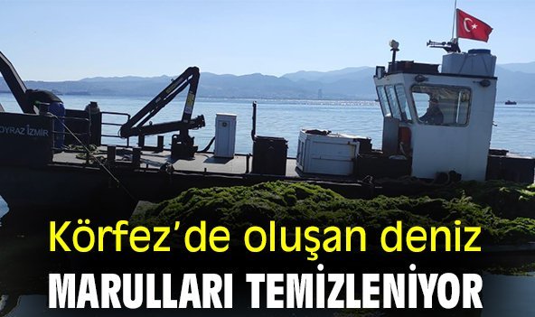 Körfez’de oluşan deniz marulları temizleniyor