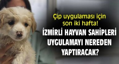Çip uygulaması için son iki hafta! İzmirli hayvan sahipleri uygulamayı nereden yaptıracak?