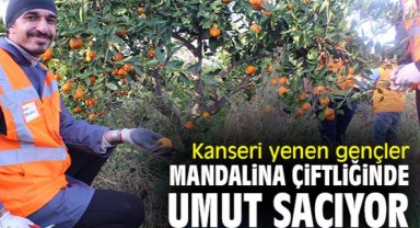 Kanseri yenen gençler, mandalina çiftliğinde umut saçıyor