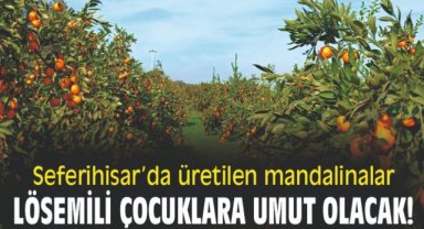 Seferihisar'da üretilen mandalinalar lösemili çocuklara umut olacak!