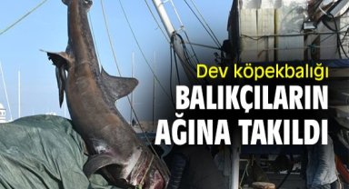 Dev köpekbalığı balıkçıların ağına takıldı