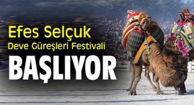 Efes Selçuk Deve Güreşleri Festivali başlıyor