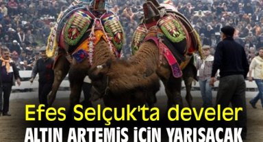 Efes Selçuk'ta develer Altın Artemis için yarışacak