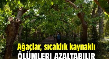 Ağaçlar, sıcaklık kaynaklı ölümleri azaltabilir