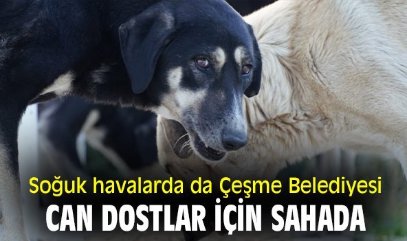 Soğuk havalarda da Çeşme Belediyesi can dostlar için sahada