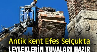 Antik kent Efes Selçuk'ta leyleklerin yuvaları hazır