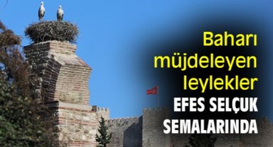 Baharı müjdeleyen leylekler Efes Selçuk semalarında
