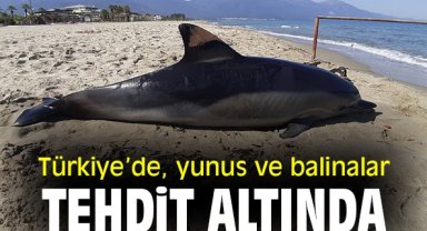 Türkiye'de, yunus ve balinalar tehdit altında