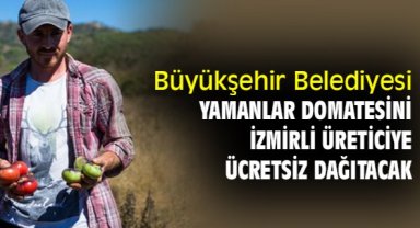 Büyükşehir Belediyesi, Yamanlar Domatesini, İzmirli üreticiye ücretsiz dağıtacak