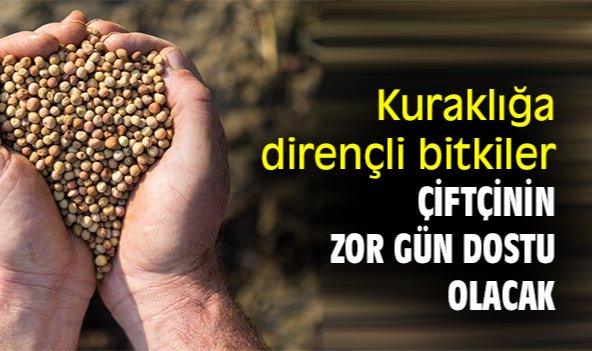 Kuraklığa dirençli bitkiler çiftçinin zor gün dostu olacak