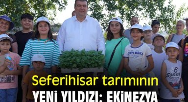 Seferihisar tarımının yeni yıldızı: Ekinezya