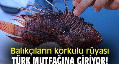 Balıkçıların korkulu rüyası Türk mutfağına giriyor