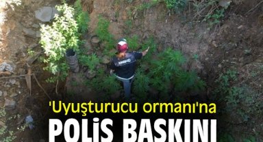 'Uyuşturucu ormanı'na polis baskını