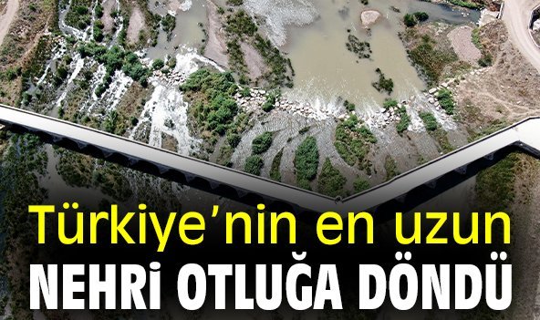 Türkiye’nin en uzun nehri otluğa döndü