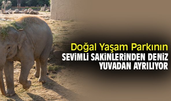 Doğal Yaşam Parkının sevimli sakinlerinden Deniz, yuvadan ayrılıyor