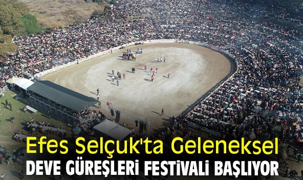 Efes Selçuk'ta Geleneksel Deve Güreşleri Festivali başlıyor