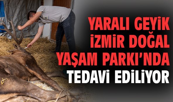 Yaralı geyik İzmir Doğal Yaşam Parkı’nda tedavi ediliyor