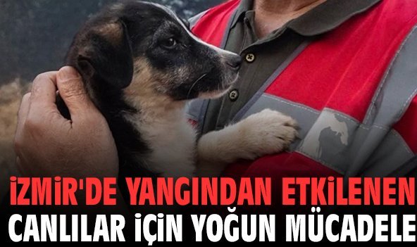 İzmir'de yangından etkilenen canlılar için yoğun mücadele