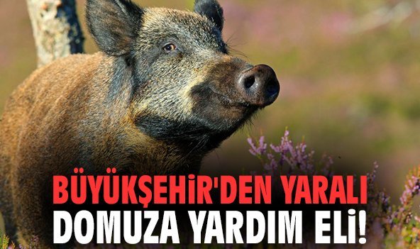Büyükşehir'den yaralı domuza yardım eli!