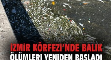 İzmir Körfezi’nde balık ölümleri yeniden başladı