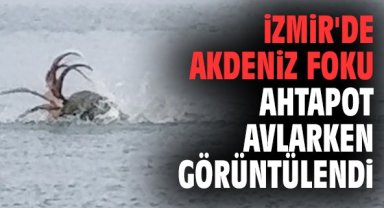 İzmir'de Akdeniz foku ahtapot avlarken görüntülendi