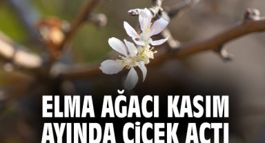 Elma ağacı kasım ayında çiçek açtı