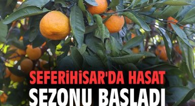 Seferihisar'da hasat sezonu başladı