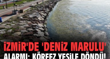 İzmir'de 'deniz marulu' alarmı: Körfez yeşile döndü!