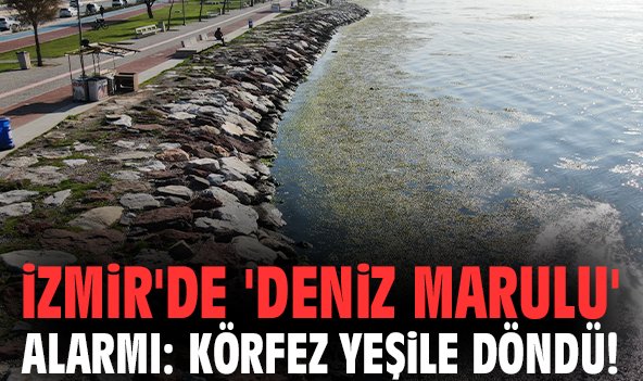 İzmir'de 'deniz marulu' alarmı: Körfez yeşile döndü!