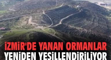 İzmir'de yanan ormanlar yeniden yeşillendiriliyor