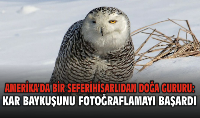 Amerika’da Bir Seferihisarlıdan Doğa Gururu: Kar Baykuşunu Fotoğraflamayı Başardı
