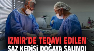 İzmir’de Tedavi Edilen Saz Kedisi Doğaya Salındı