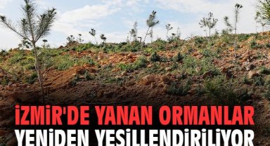 İzmir'de yanan ormanlar yeniden yeşillendiriliyor