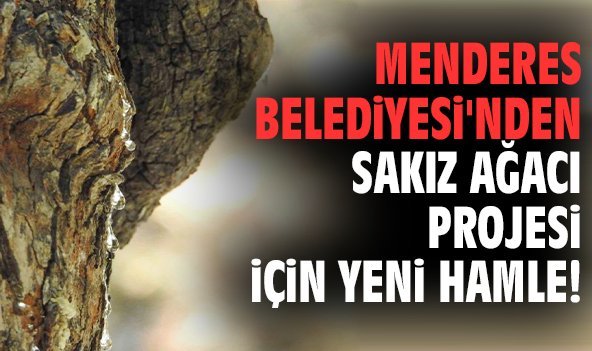 Menderes Belediyesi'nden Sakız Ağacı Projesi için yeni hamle!
