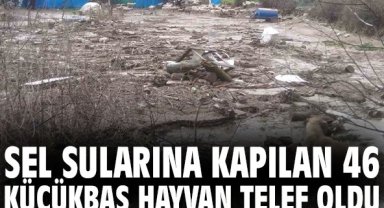 Sel sularına kapılan 46 küçükbaş hayvan telef oldu