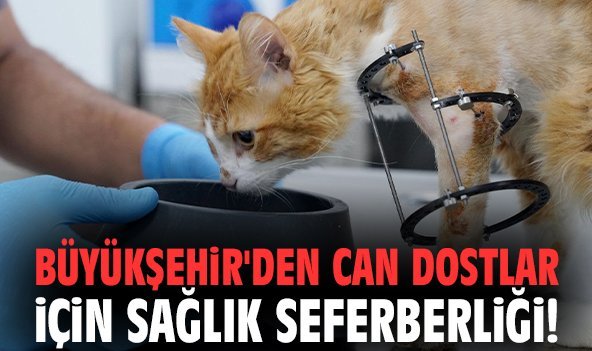 Büyükşehir'den can dostlar için sağlık seferberliği!