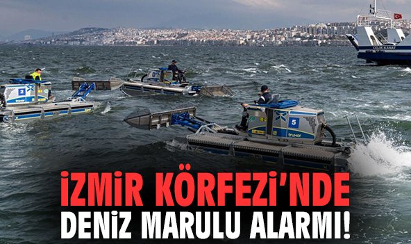 Büyükşehir harekete geçti: İzmir Körfezi’nde Deniz marulu alarmı!