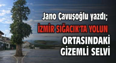İzmir Sığacık'ta Yolun ortasındaki Gizemli Selvi