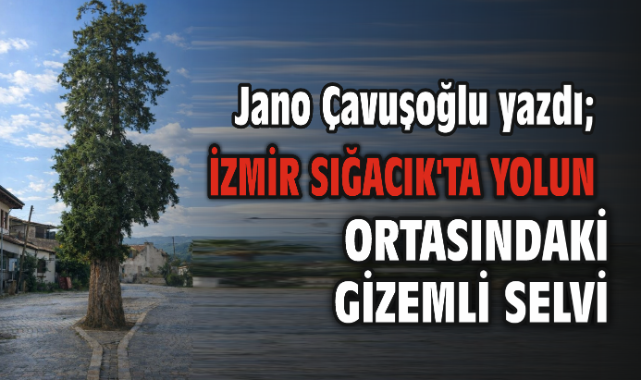 İzmir Sığacık'ta Yolun ortasındaki Gizemli Selvi