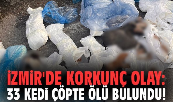 İzmir'de korkunç olay: 33 kedi çöpte ölü bulundu!