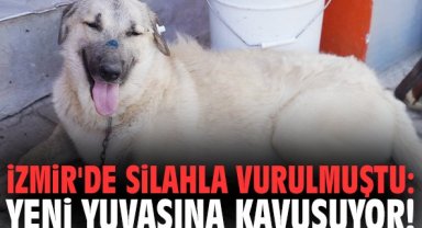 İzmir'de silahla vurulmuştu: Yeni yuvasına kavuşuyor!